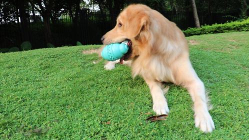 Dog Leakage Toy