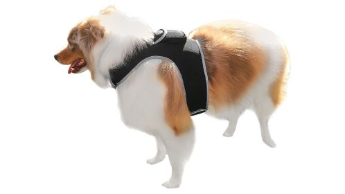 NEW Dog Tracker Device