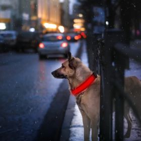LED Dog Collar USB Rechargeable (Color: Red, Size: Large)
