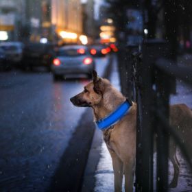 LED Dog Collar USB Rechargeable (Color: Mixed Color, Size: Medium)